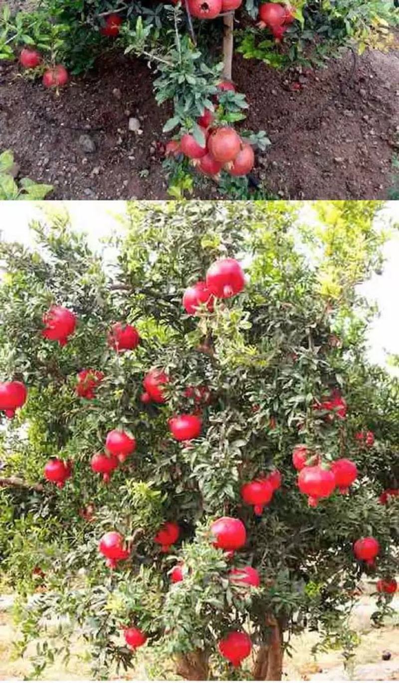 蒙阳红石榴树，当年挂果