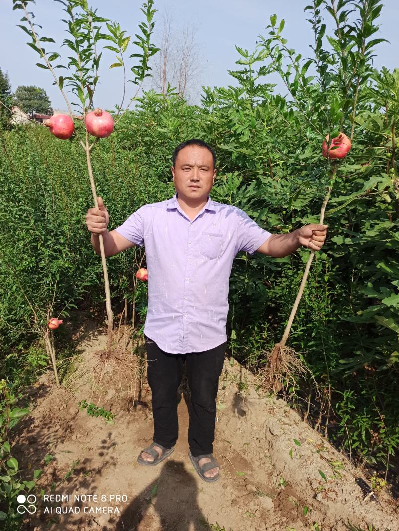 蒙阳红石榴树，当年挂果