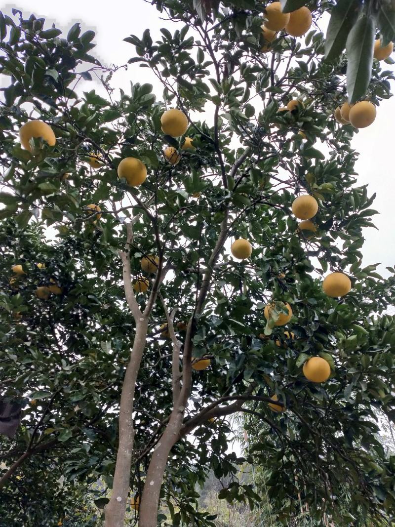 梁平柚大量出售批发零售价格美丽产地直销现摘