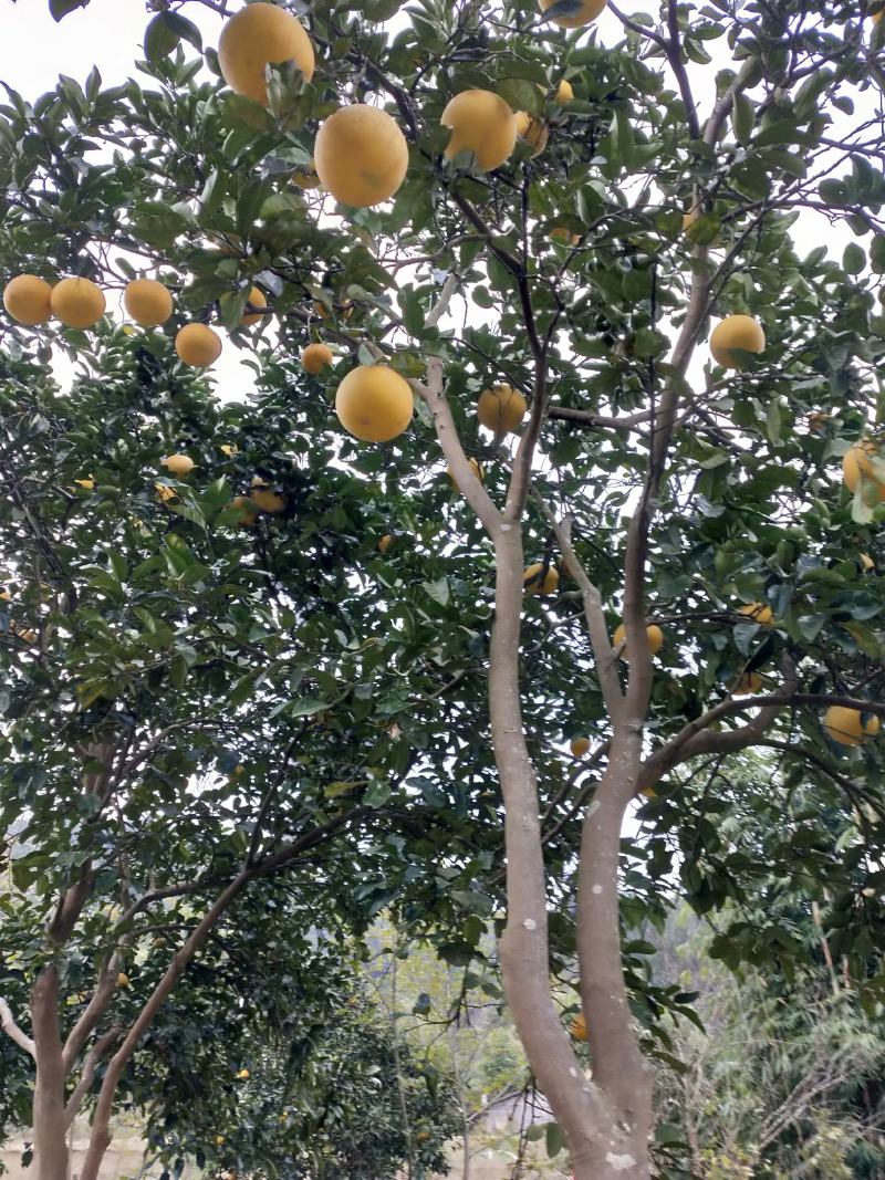 梁平柚大量出售批发零售价格美丽产地直销现摘