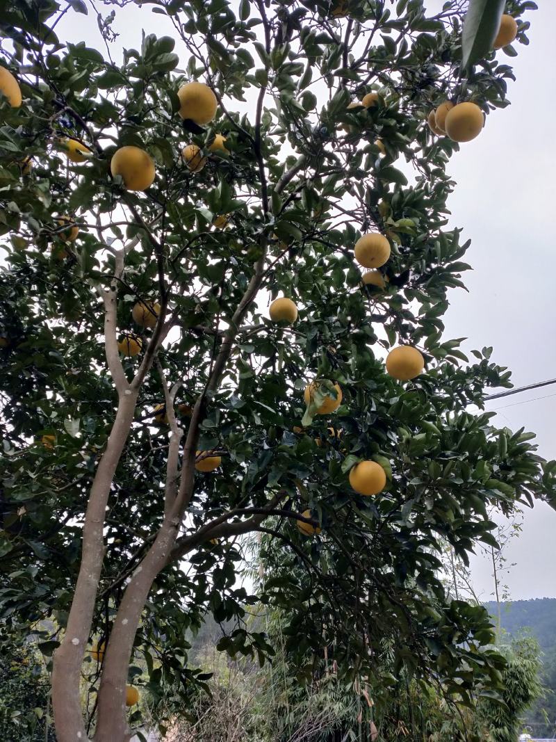 梁平柚大量出售批发零售价格美丽产地直销现摘