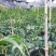 云南文山，老君山七叶一枝花