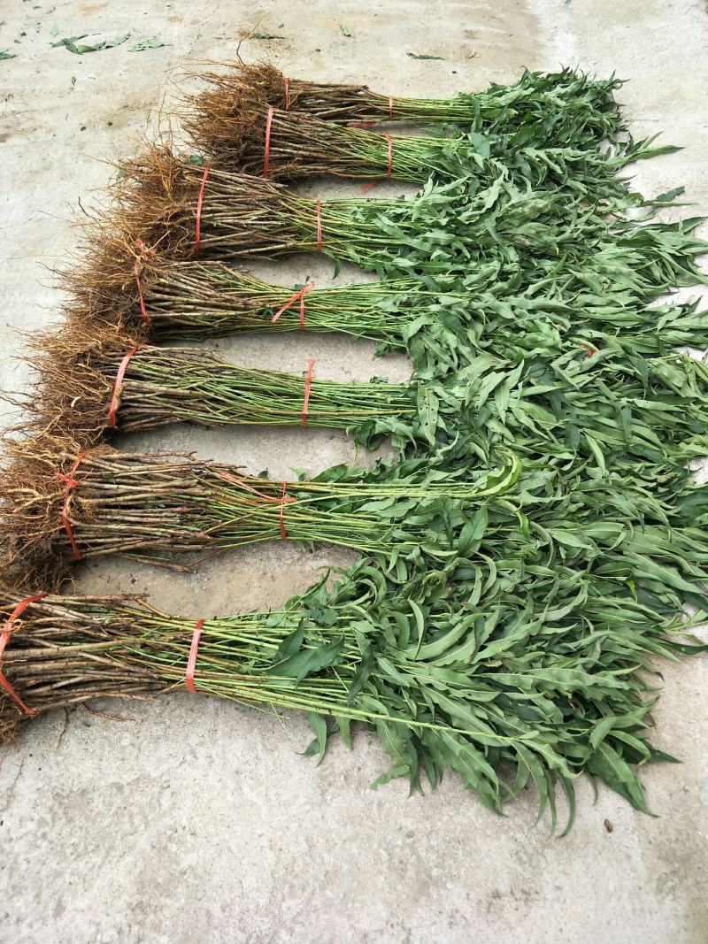 种苗桃树苗油蟠7-7，质优价廉，现挖现发，包成活