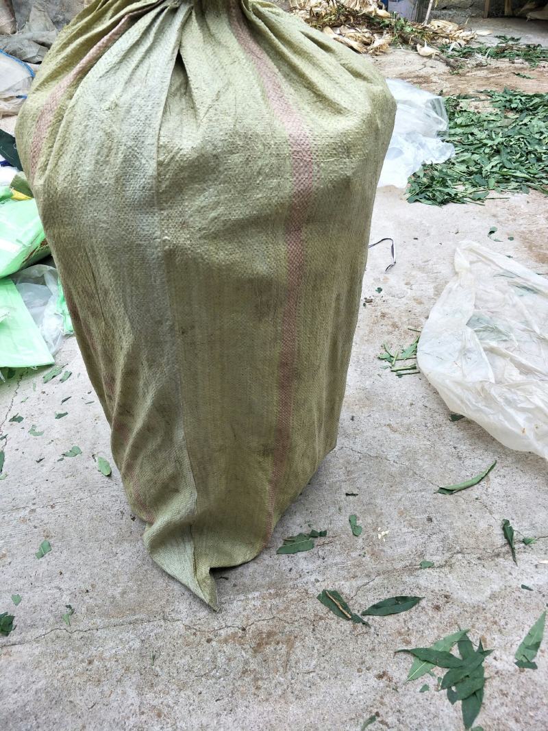 种苗桃树苗油蟠7-7，质优价廉，现挖现发，包成活