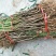 种苗桃树苗油蟠7-7，质优价廉，现挖现发，包成活