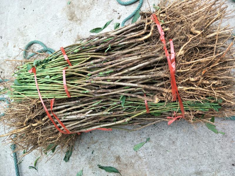 种苗桃树苗油蟠7-7，质优价廉，现挖现发，包成活