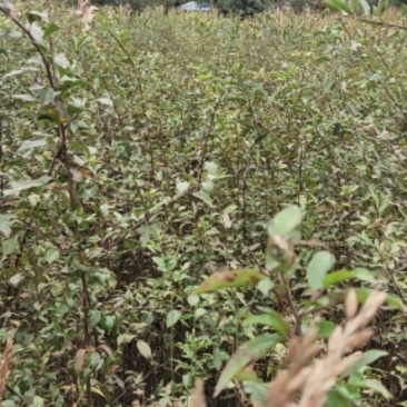 棠梨苗，海棠苗，杜梨苗，基地一手货源，量大价优