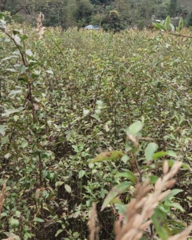 棠梨苗，海棠苗，杜梨苗，基地一手货源，量大价优