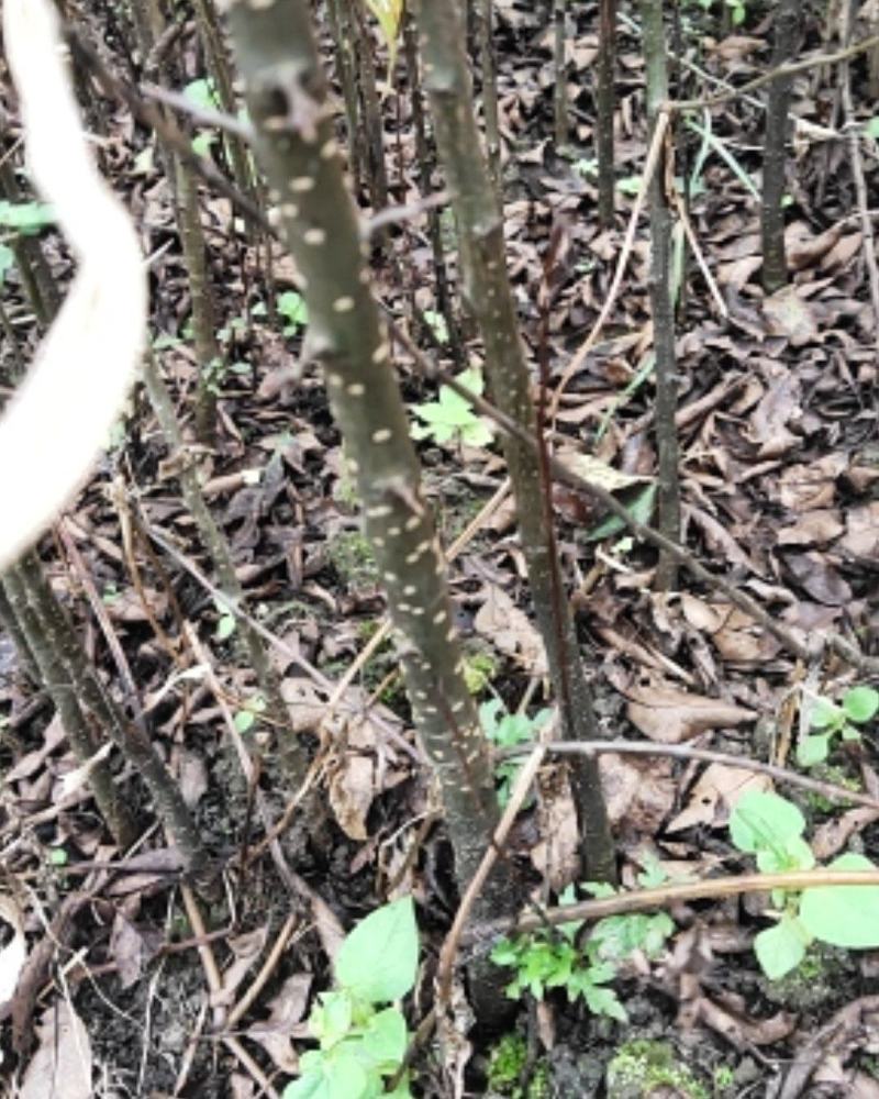 棠梨苗，海棠苗，杜梨苗，基地一手货源，量大价优