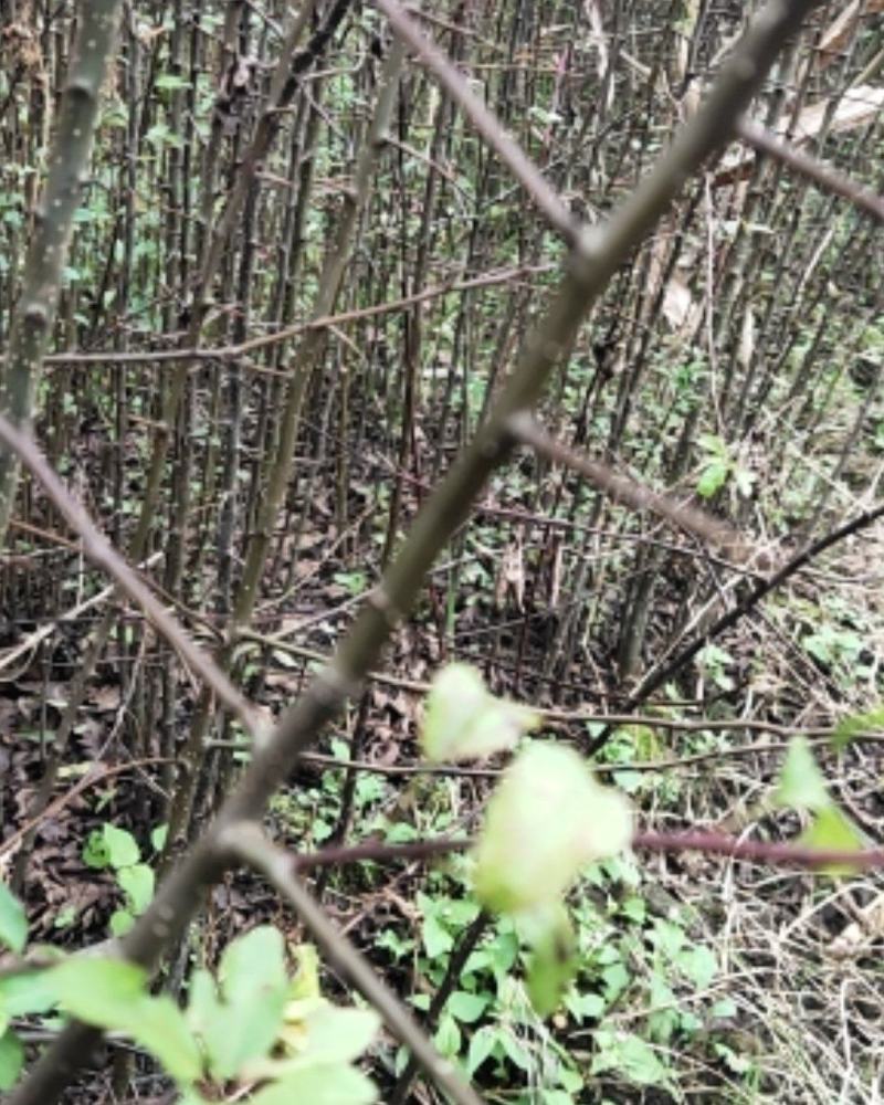 棠梨苗，海棠苗，杜梨苗，基地一手货源，量大价优