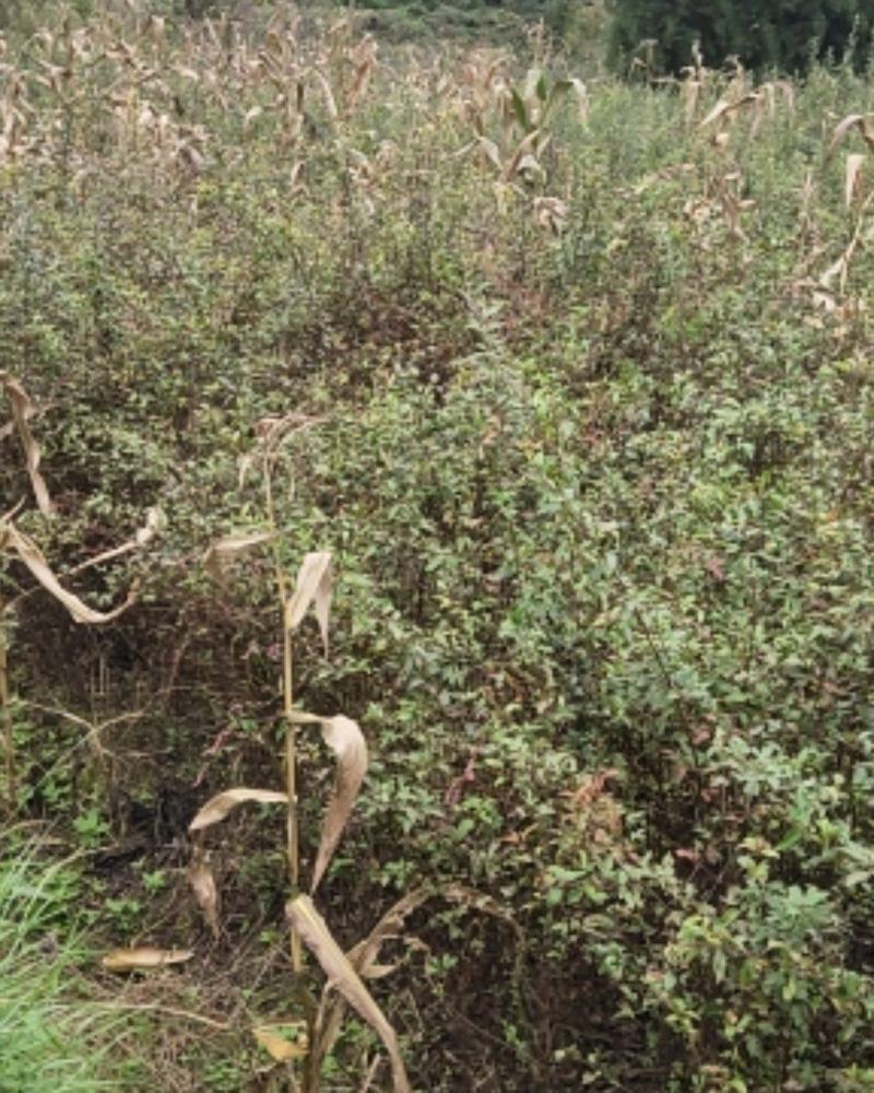 棠梨苗，海棠苗，杜梨苗，基地一手货源，量大价优