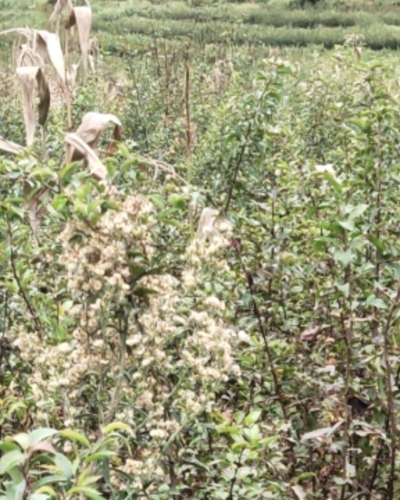 棠梨苗，海棠苗，杜梨苗，基地一手货源，量大价优