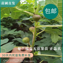 布兰瑞克无花果苗基地直销包成活南北方种植放心苗