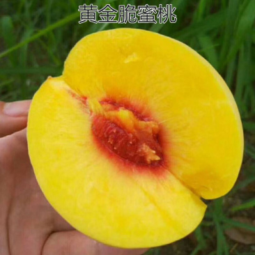 黄金蜜桃苗基地直销包成活技术南北方种植放心苗