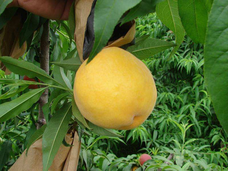 黄金蜜桃苗基地直销包成活技术南北方种植放心苗