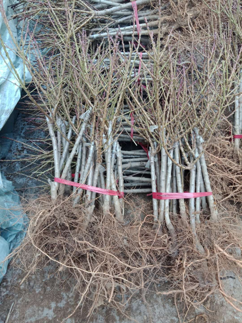 黄金蜜桃苗基地直销包成活技术南北方种植放心苗