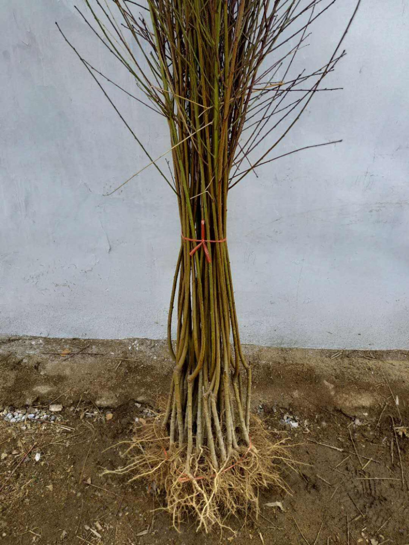 黄金蜜桃苗基地直销包成活技术南北方种植放心苗