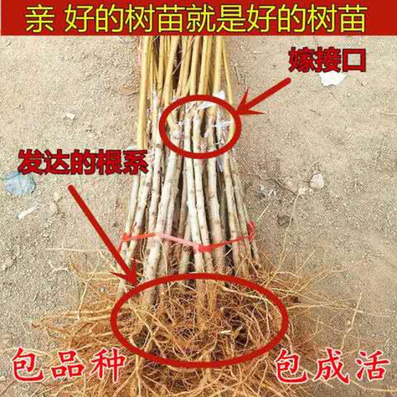 锦绣黄桃苗基地直销包成活技术南北方种植放心苗