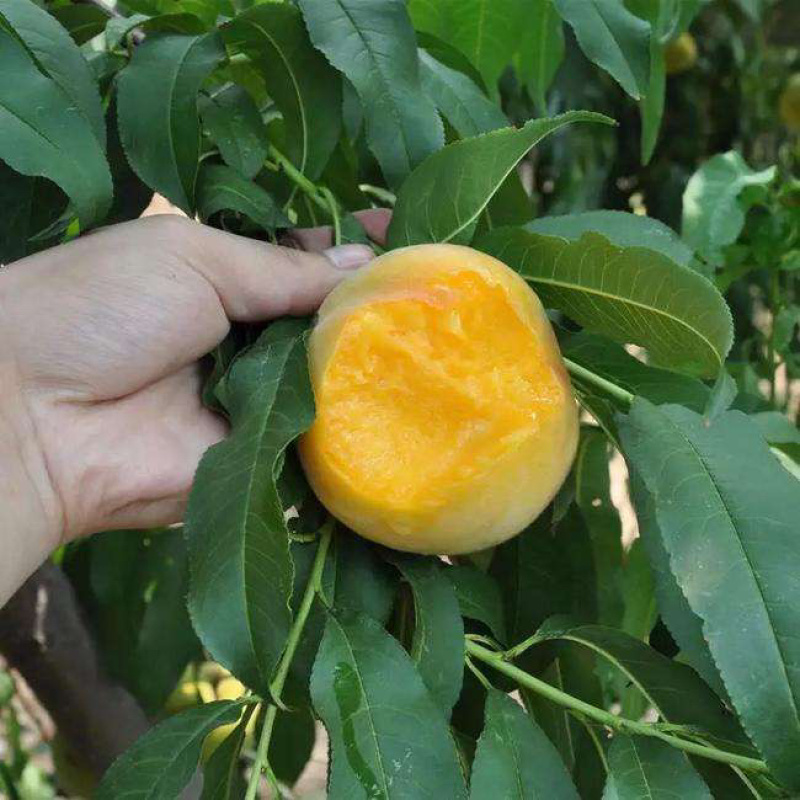 锦绣黄桃苗基地直销包成活技术南北方种植放心苗
