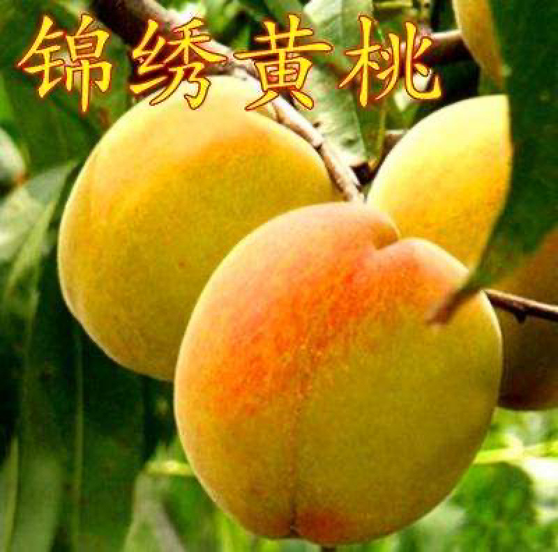 锦绣黄桃苗基地直销包成活技术南北方种植放心苗