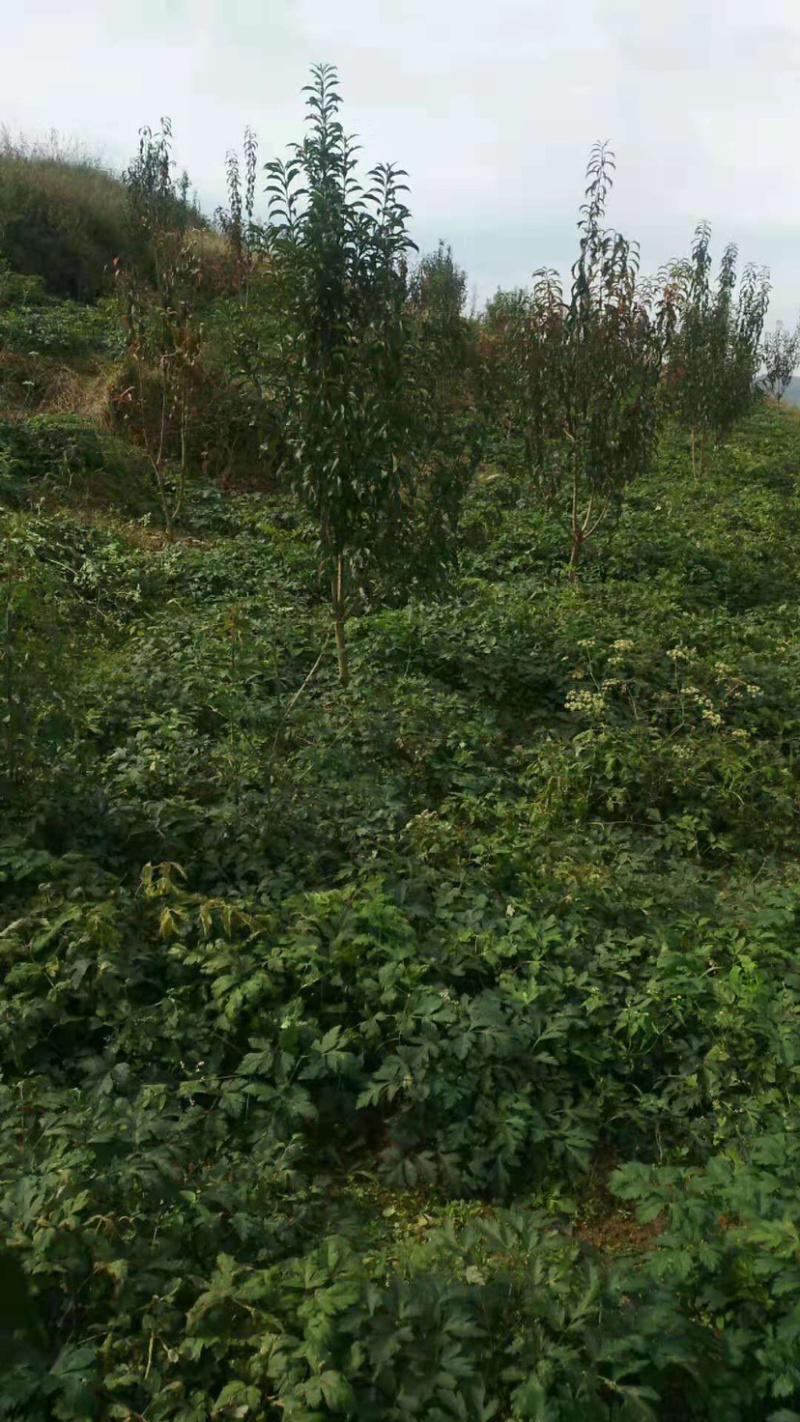 前胡种子全国可种植白花前胡出芽率高可签回收合同