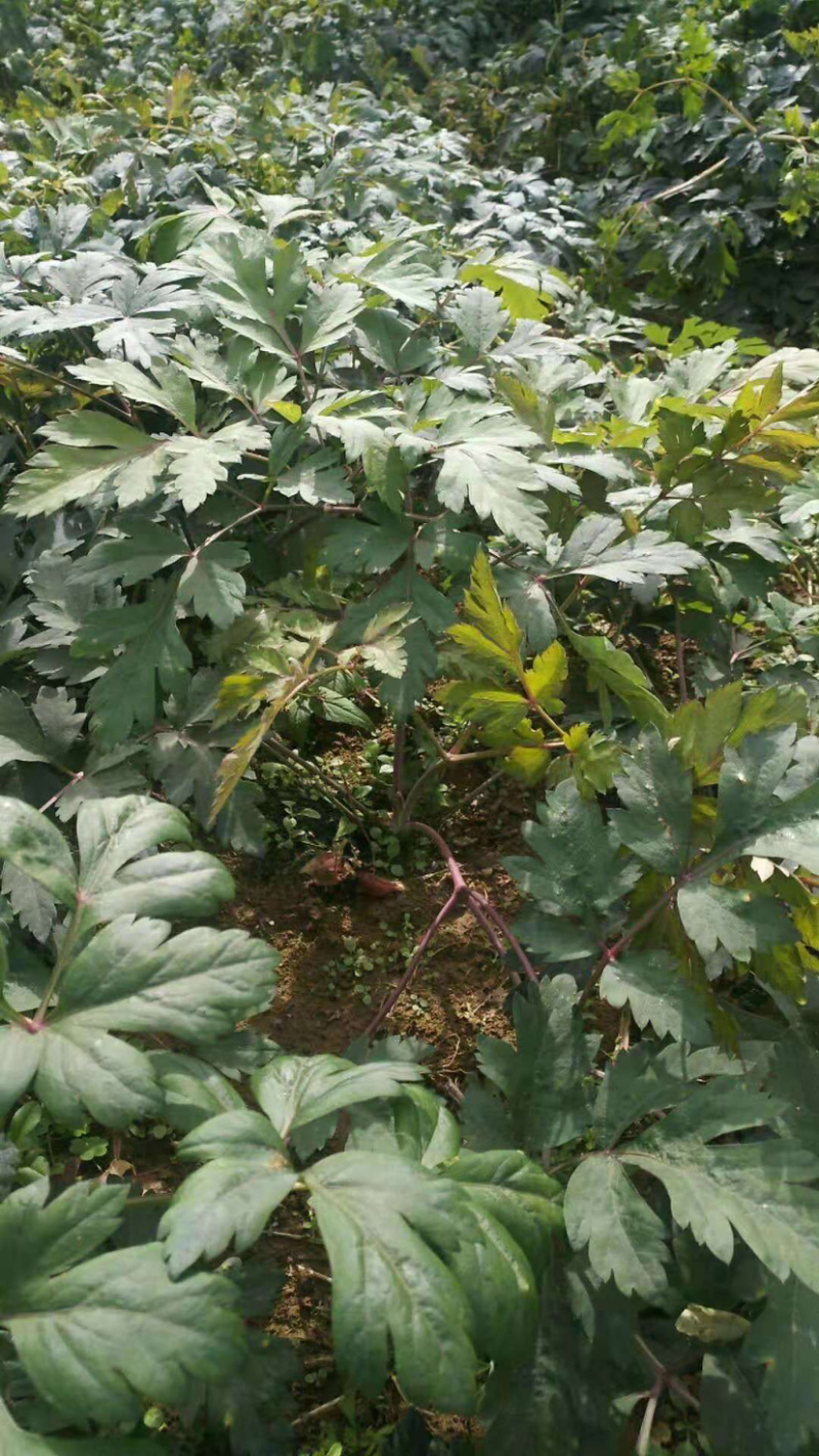 前胡种子全国可种植白花前胡出芽率高可签回收合同