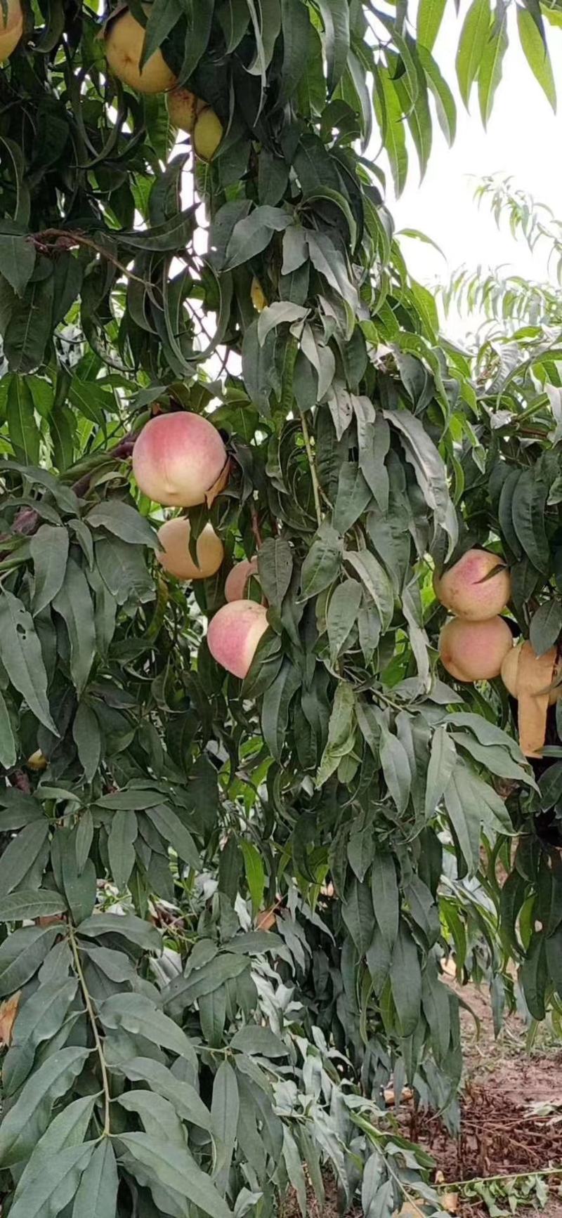 高品质金秋红蜜桃现已成熟欢迎前来认购