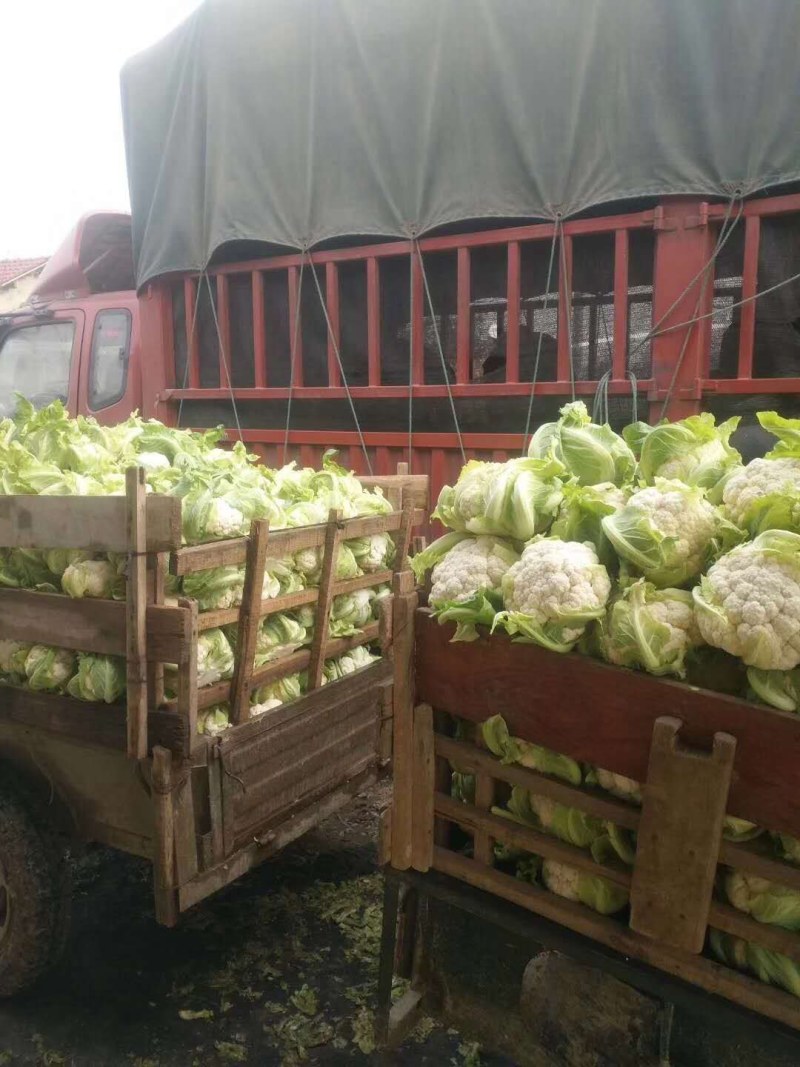 本地紧花大量出货上市10月到次年5月常年长期供货，代发货