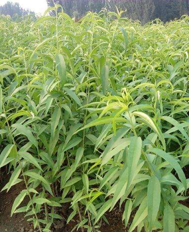 秋彤桃苗基地直销包成活技术南北方种植放心苗