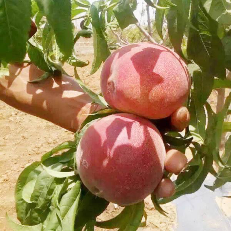 秋彤桃苗基地直销包成活技术南北方种植放心苗
