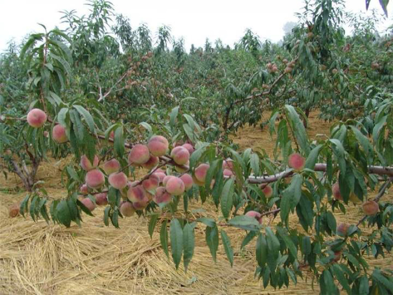 秋彤桃苗基地直销包成活技术南北方种植放心苗