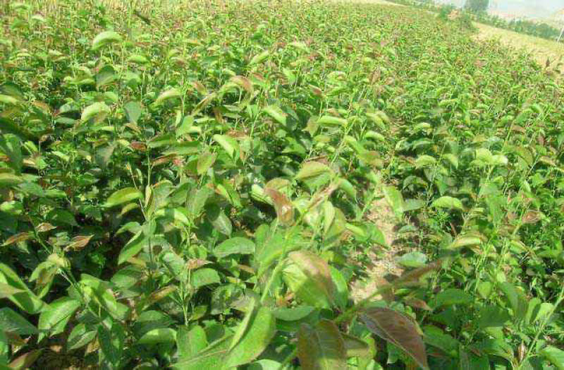 秋彤桃苗基地直销包成活技术南北方种植放心苗