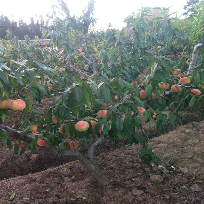 秋彤桃苗基地直销包成活技术南北方种植放心苗
