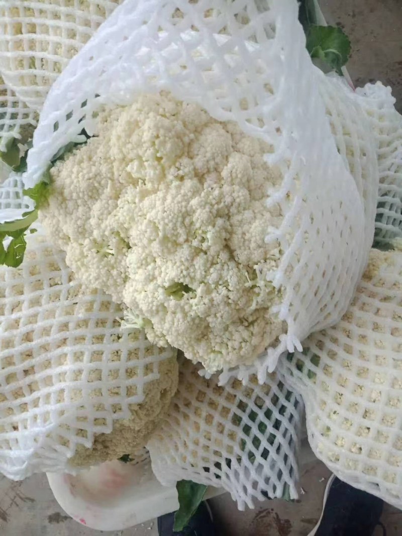 《精品》松花/实花，欢迎采购，货源充足，质量可靠