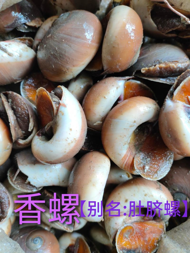 红定螺白定螺香螺肚脐螺猫眼螺玉螺大沙螺当地螺可视频看货