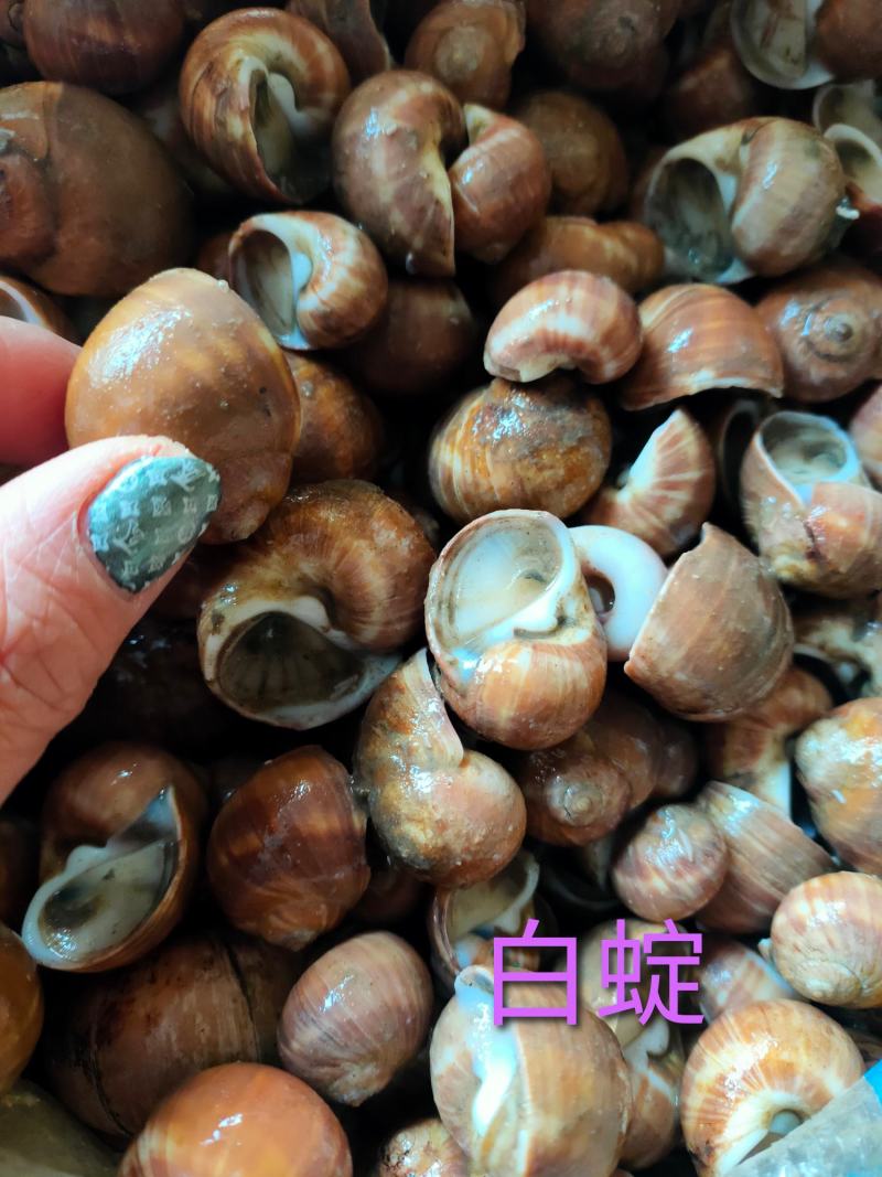 红定螺白定螺香螺肚脐螺猫眼螺玉螺大沙螺当地螺可视频看货