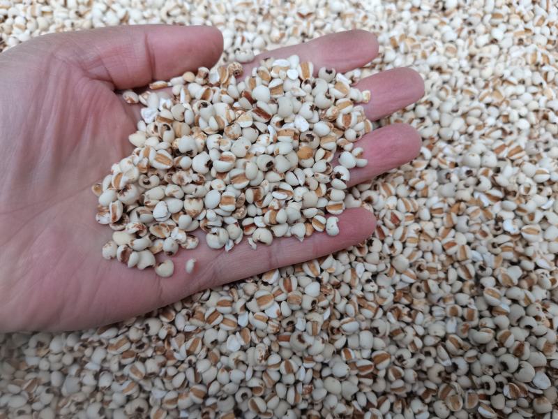 薏米仁包邮量大从优无硫品质好一手货源