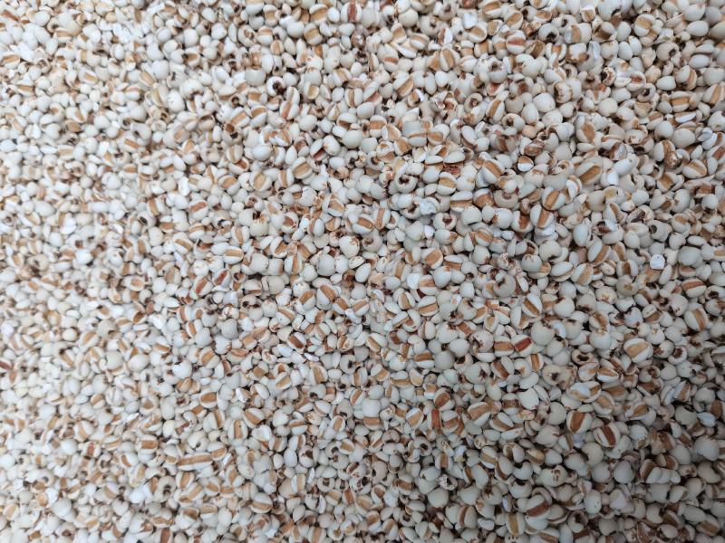 薏米仁包邮量大从优无硫品质好一手货源