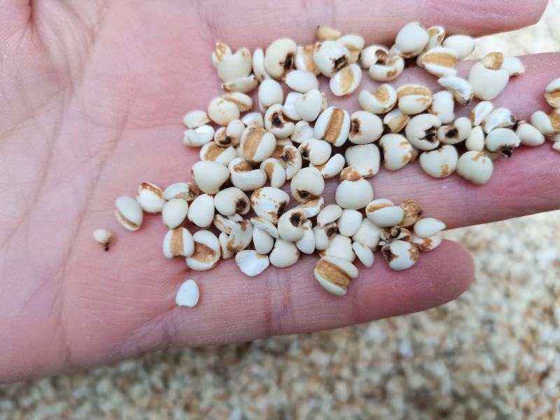 薏米仁包邮量大从优无硫品质好一手货源