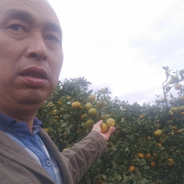 东江湖的蜜桔大量上市中