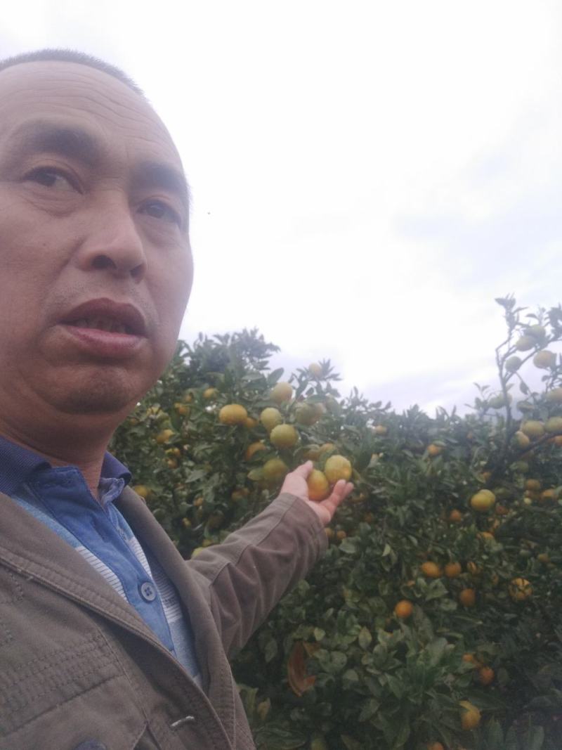 东江湖的蜜桔大量上市中