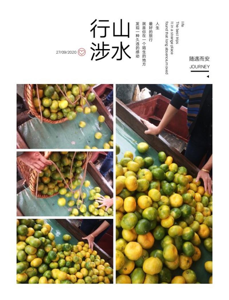 东江湖的蜜桔大量上市中