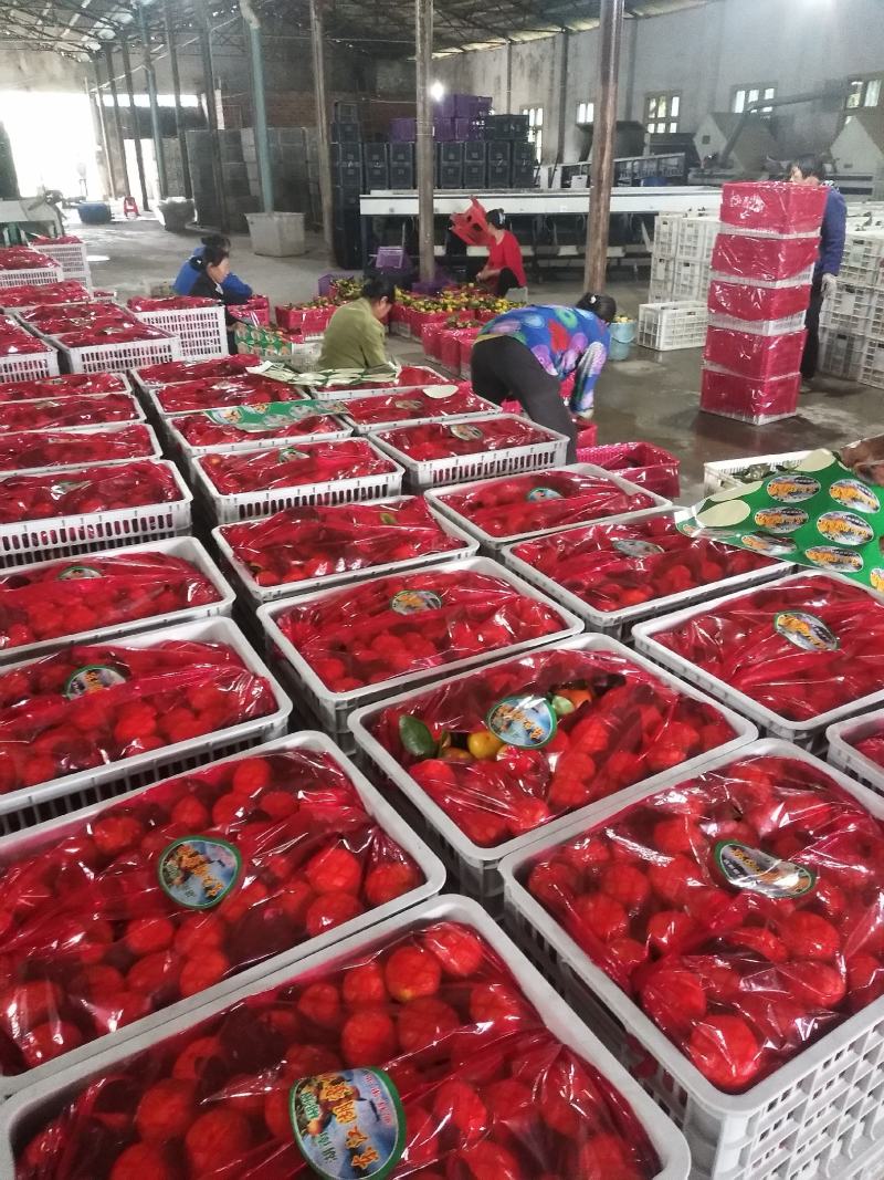 东江湖的蜜桔大量上市中