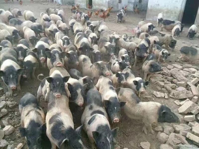 巴马香猪价格纯种巴马香猪养殖场两月龄小香猪价格