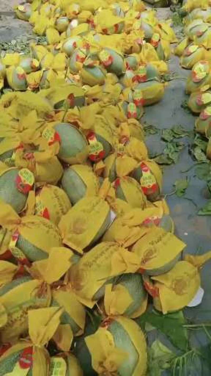 海南哈密瓜精品晓蜜25哈密瓜产地发货品质保证发货全国