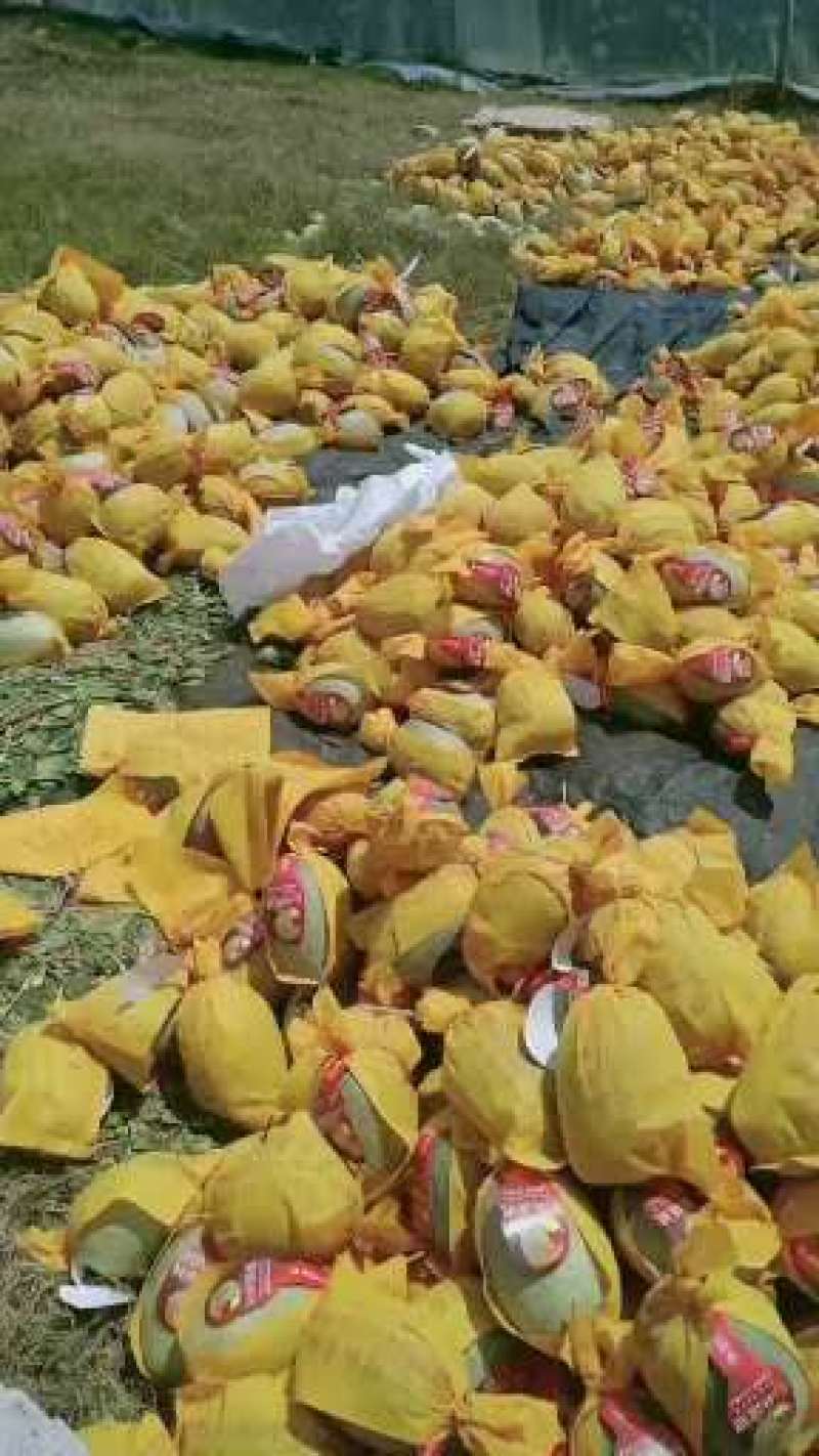 海南哈密瓜精品晓蜜25哈密瓜产地发货品质保证发货全国
