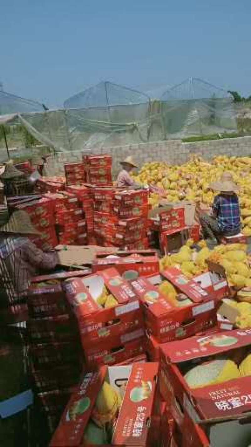 海南哈密瓜精品晓蜜25哈密瓜产地发货品质保证发货全国