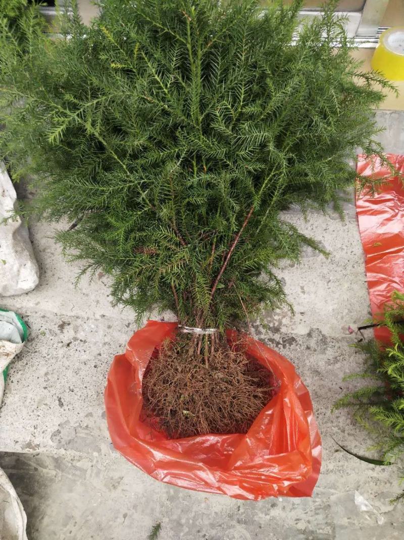 柳杉苗来电时请说是通过一亩田看到的价格更优惠