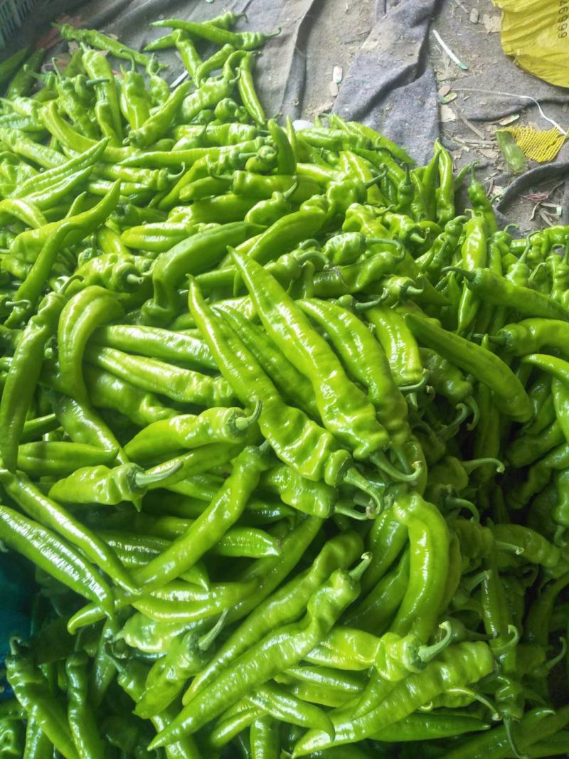 【热品】河南尖椒产地直发优质尖椒大量现货质量保证