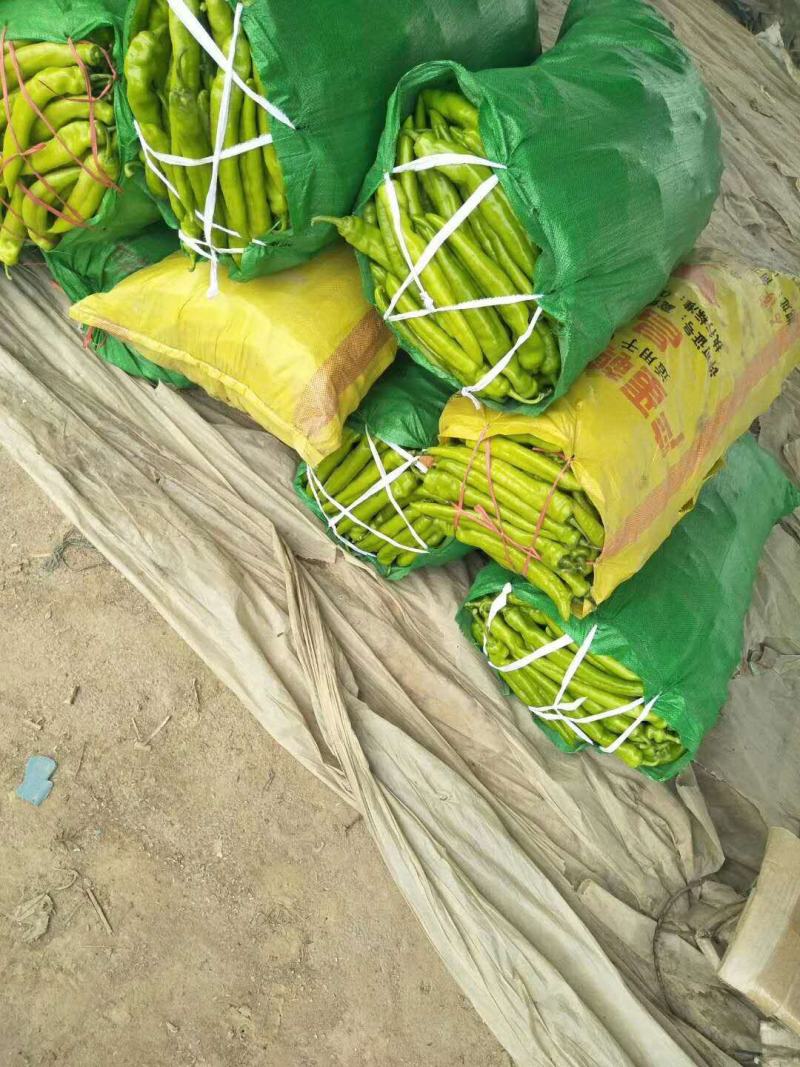 【热品】河南尖椒产地直发优质尖椒大量现货质量保证